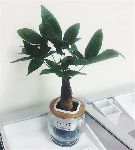 會 增值的 樹